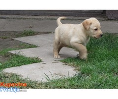 Prodajem stenad labrador retrivera bele i crne boje - Fotografija 3/10