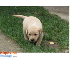 Prodajem stenad labrador retrivera bele i crne boje - Fotografija 5/10