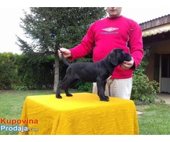 Cane Corso - POVOLJNO !!! - Fotografija 5/9