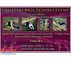 Bigl žensko štene na prodaju - Fotografija 1/5