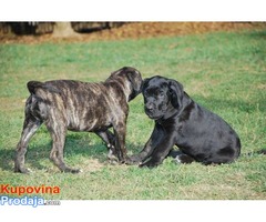 Cane Corso štenci - Fotografija 2/5