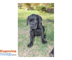 Cane Corso štenci - Fotografija 3/5