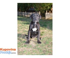 Cane Corso štenci - Fotografija 4/5