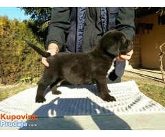 CANE CORSO, sivi i crni štenci šampionskog porekla - Fotografija 7/10