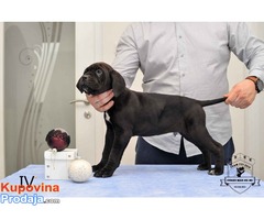 CANE CORSO stenci izlozbenog potencijala - Fotografija 1/10