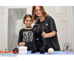 CANE CORSO stenci izlozbenog potencijala - Fotografija 2/10