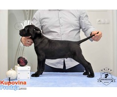 CANE CORSO stenci izlozbenog potencijala - Fotografija 3/10