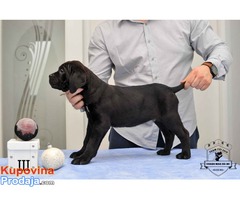 CANE CORSO stenci izlozbenog potencijala - Fotografija 5/10