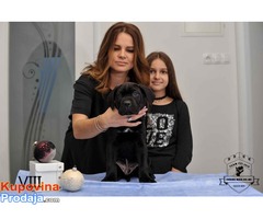 CANE CORSO stenci izlozbenog potencijala - Fotografija 9/10