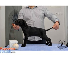 CANE CORSO stenci izlozbenog potencijala - Fotografija 10/10