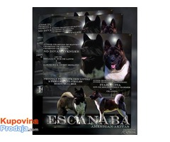 ESCANABA AMERICAN AKITAS - vrhunsko leglo - Fotografija 1/8