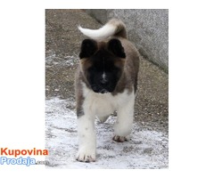 ESCANABA AMERICAN AKITAS - vrhunsko leglo - Fotografija 4/8