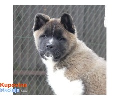 ESCANABA AMERICAN AKITAS - vrhunsko leglo - Fotografija 5/8