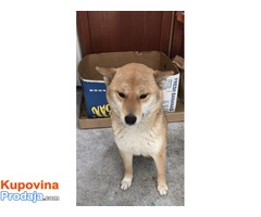 Shiba inu ( Šiba inu ) štenci - Fotografija 1/4