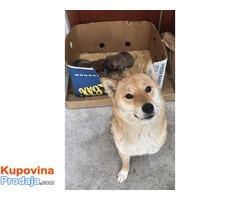 Shiba inu ( Šiba inu ) štenci - Fotografija 3/4