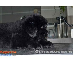 Štenci njufaundlendera – newfoundland puppies - Fotografija 7/7