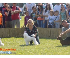 Patuljasta pudla štenad na prodaju - Fotografija 7/10