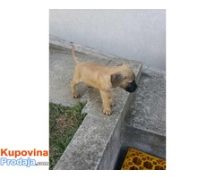 BULLMASTIFF - zuti i tigrasti stenci - Fotografija 3/8