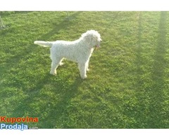 Lagotto romagnolo slobodan za parenje - Fotografija 1/4