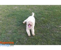 Lagotto romagnolo slobodan za parenje - Fotografija 2/4