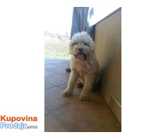 Lagotto romagnolo slobodan za parenje - Fotografija 3/4