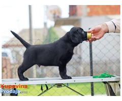 LABRADOR RETRIVER  - izlozbeni stenci - Fotografija 3/8