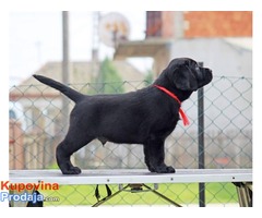 LABRADOR RETRIVER  - izlozbeni stenci - Fotografija 4/8