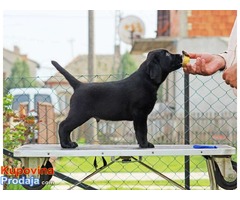 LABRADOR RETRIVER  - izlozbeni stenci - Fotografija 6/8