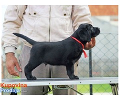 LABRADOR RETRIVER  - izlozbeni stenci - Fotografija 7/8