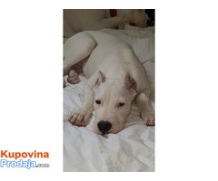 Vrhunsko štene Dogo Argentina - Fotografija 2/10