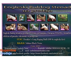 Engleski Buldog štenad na prodaju - Fotografija 1/10