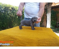 Cane Corso sivi i crni štenci odličnog potencijala - Fotografija 7/10