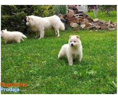 SIBIRSKI SAMOJED - izuzetno leglo - Fotografija 6/7