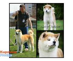 AKITA INU - vrhunski štenci - Fotografija 2/6