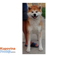 PRELEPA AKITA INU - Fotografija 4/6