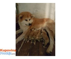 PRELEPA AKITA INU - Fotografija 5/6