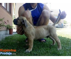 Dogo (Presa) Canario stenci na prodaju - Fotografija 1/7