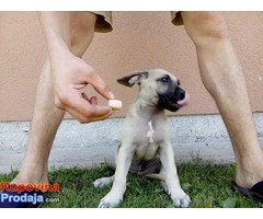 Dogo (Presa) Canario stenci na prodaju - Fotografija 3/7