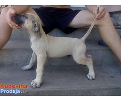 Dogo (Presa) Canario stenci na prodaju - Fotografija 4/7