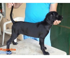 Cane Corso – RASPRODAJA - Fotografija 1/10