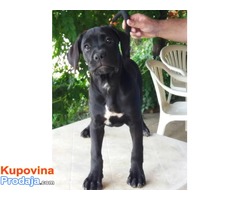 Cane Corso – RASPRODAJA - Fotografija 4/10