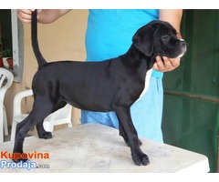 Cane Corso – RASPRODAJA - Fotografija 6/10