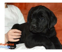 Labrador retriver, izlozbenog potencijala - Fotografija 2/7