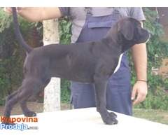 Cane corso stenci - 50 € - Fotografija 1/10