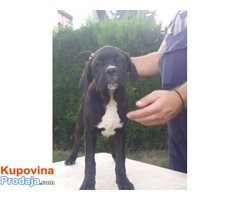 Cane corso stenci - 50 € - Fotografija 4/10