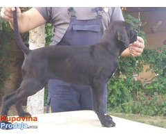 Cane corso stenci - 50 € - Fotografija 9/10