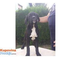 Cane corso stenci - 50 € - Fotografija 10/10