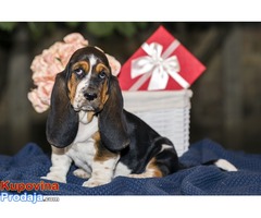 Basset hound - Šampionskog porekla - Fotografija 2/6