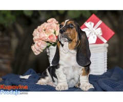 Basset hound - Šampionskog porekla - Fotografija 3/6