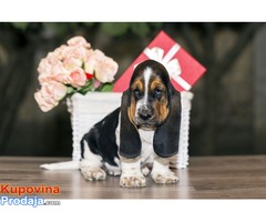 Basset hound - Šampionskog porekla - Fotografija 4/6